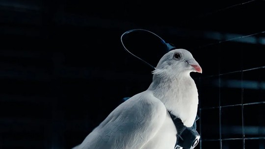 Putin lança 'biodrones': pombos com chips no cérebro são controlados à distância na Rússia Putin lança 'biodrones': pombos com chips no cérebro são controlados à distância na Rússia